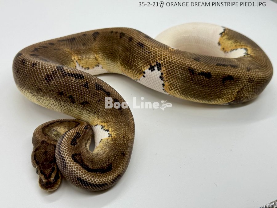 ORANGE DREAM PINSTRIPE PIED